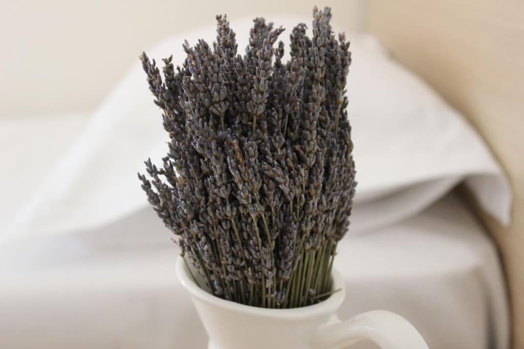 Lavandula Ring Tirana Exteriér fotografie